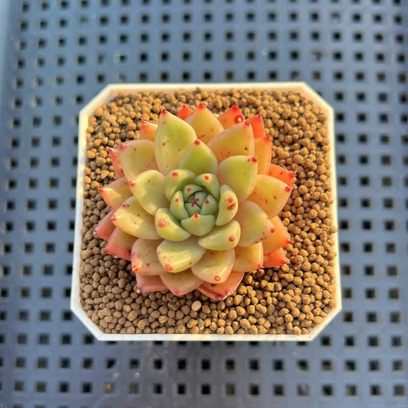Echeveria Hybrid sp. 1"-2" Hand-Selected Clone (From Brotherly Farm) Succulent Plant Cutting