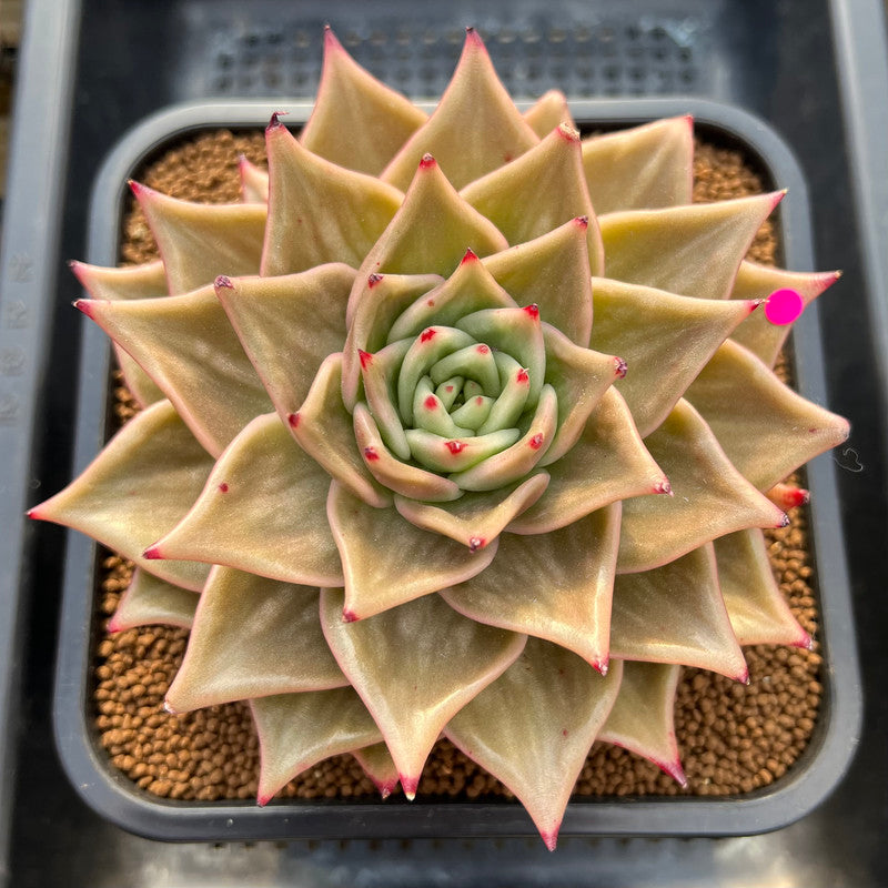 jade star plant Echeveria 'Jade Star' Variegated/Mutated 4" Large Succulent Plant Cutting