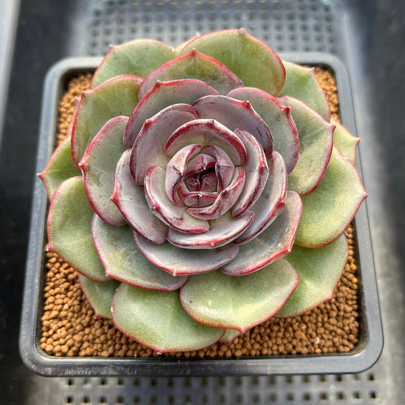 Echeveria 'Melodious' Round-Leaf 3