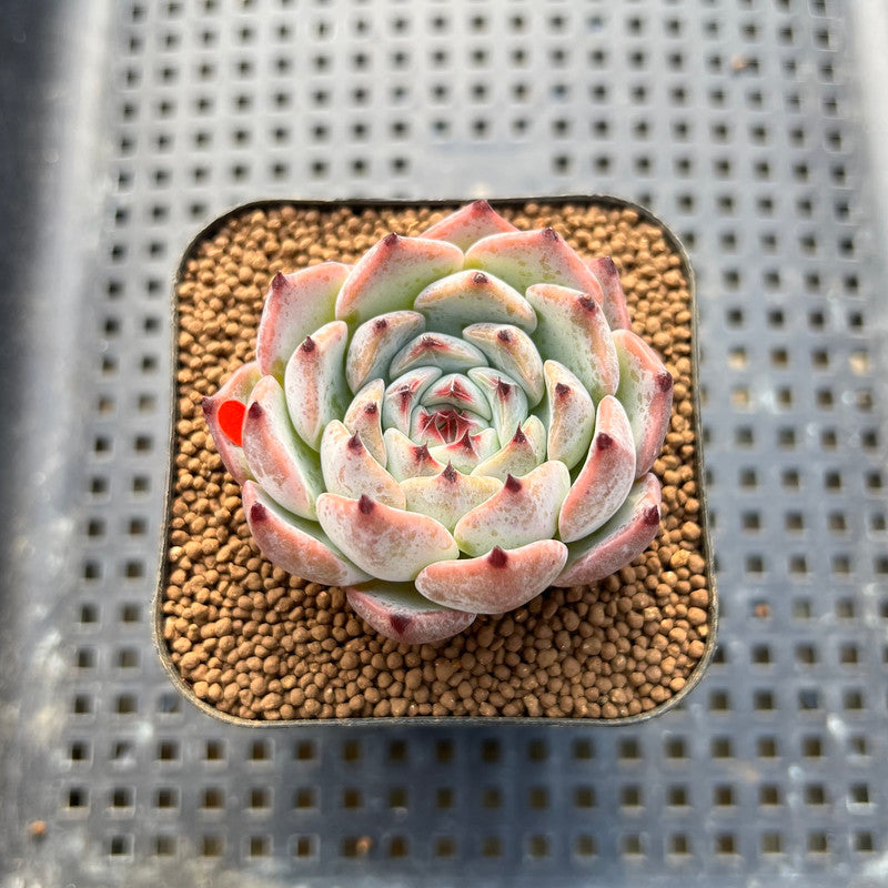 harvesting succulents Echeveria 'Harvest' 2" Succulent Plant Cutting
