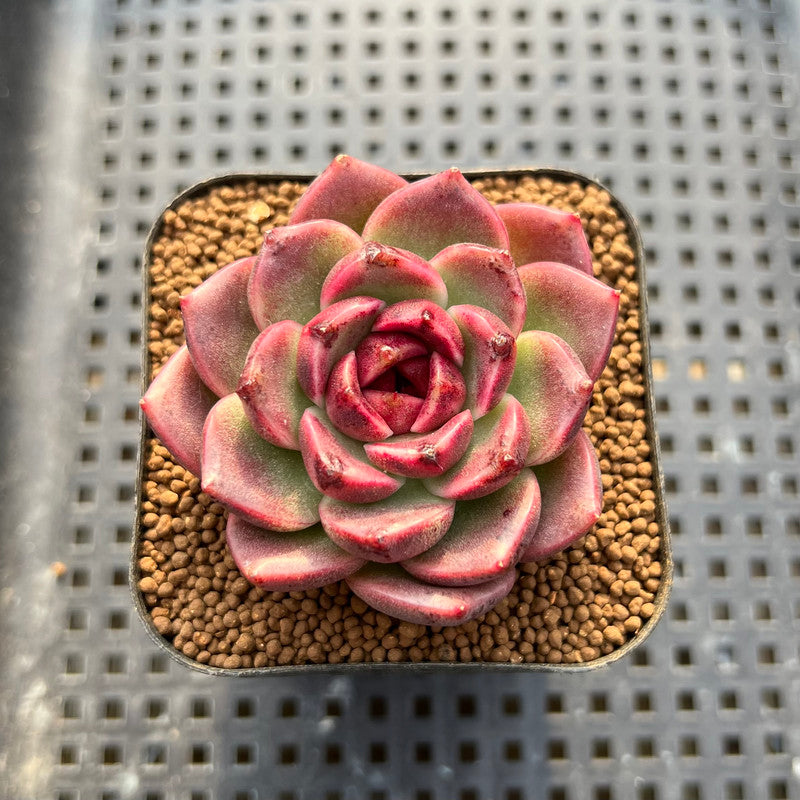 Echeveria 'Desert Fox' New Hybrid 2