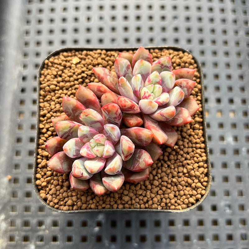 jelly jam succulent Echeveria 'Jelly Jam' 2
