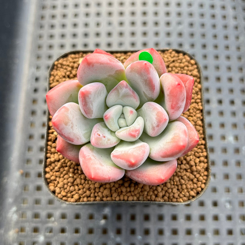 succulent monsters Graptoveria 'Bubble Monster' 2