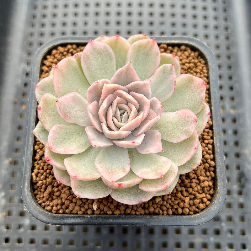 mexican snowball succulent Echeveria 'Mexican Snowball' Variegated 3" Succulent Plant Cutting
