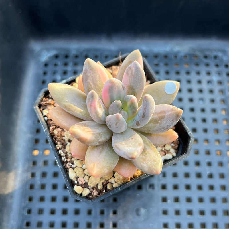 mist succulents Pachyveria 'Blue Mist' Variegated 2"-3" Succulent Plant