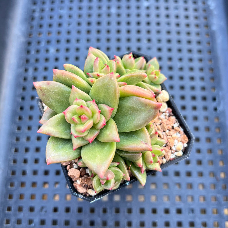 green apple succulent Echeveria 'Apple Flower' 3