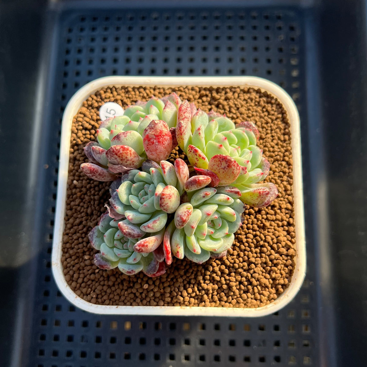 Echeveria 'White Farm' 2"-3" Succulent Plant Cutting