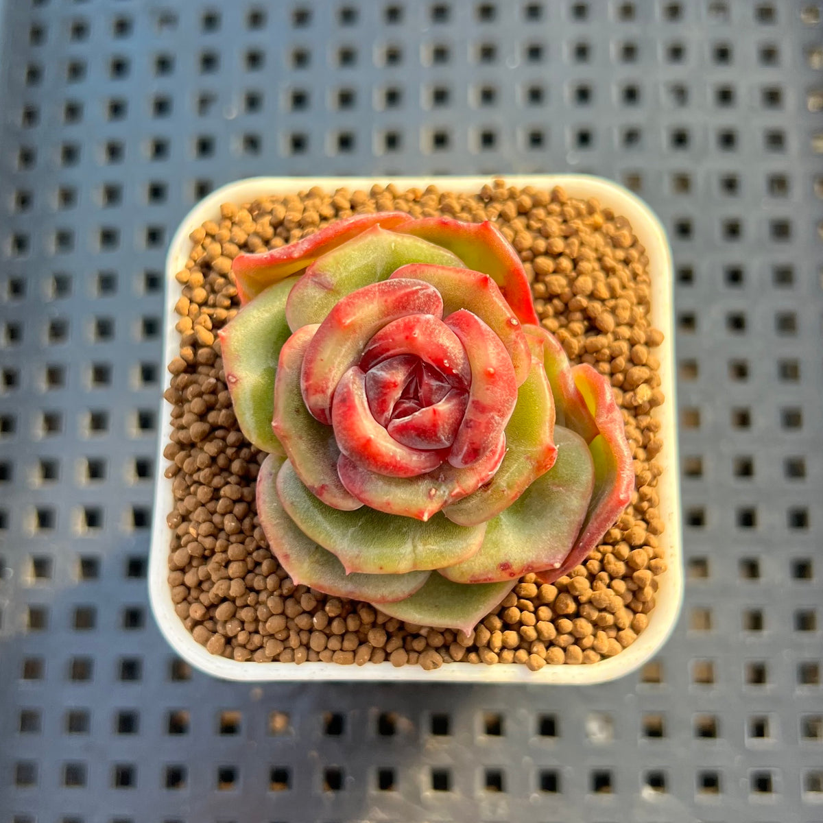 Echeveria Hybrid sp. 1"-2" Hand-Selected Clone (From Brotherly Farm) Succulent Plant Cutting