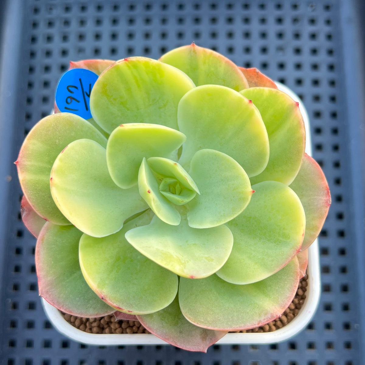 Echeveria 'Peach Pride' Variegated 3" Succulent Plant Cutting