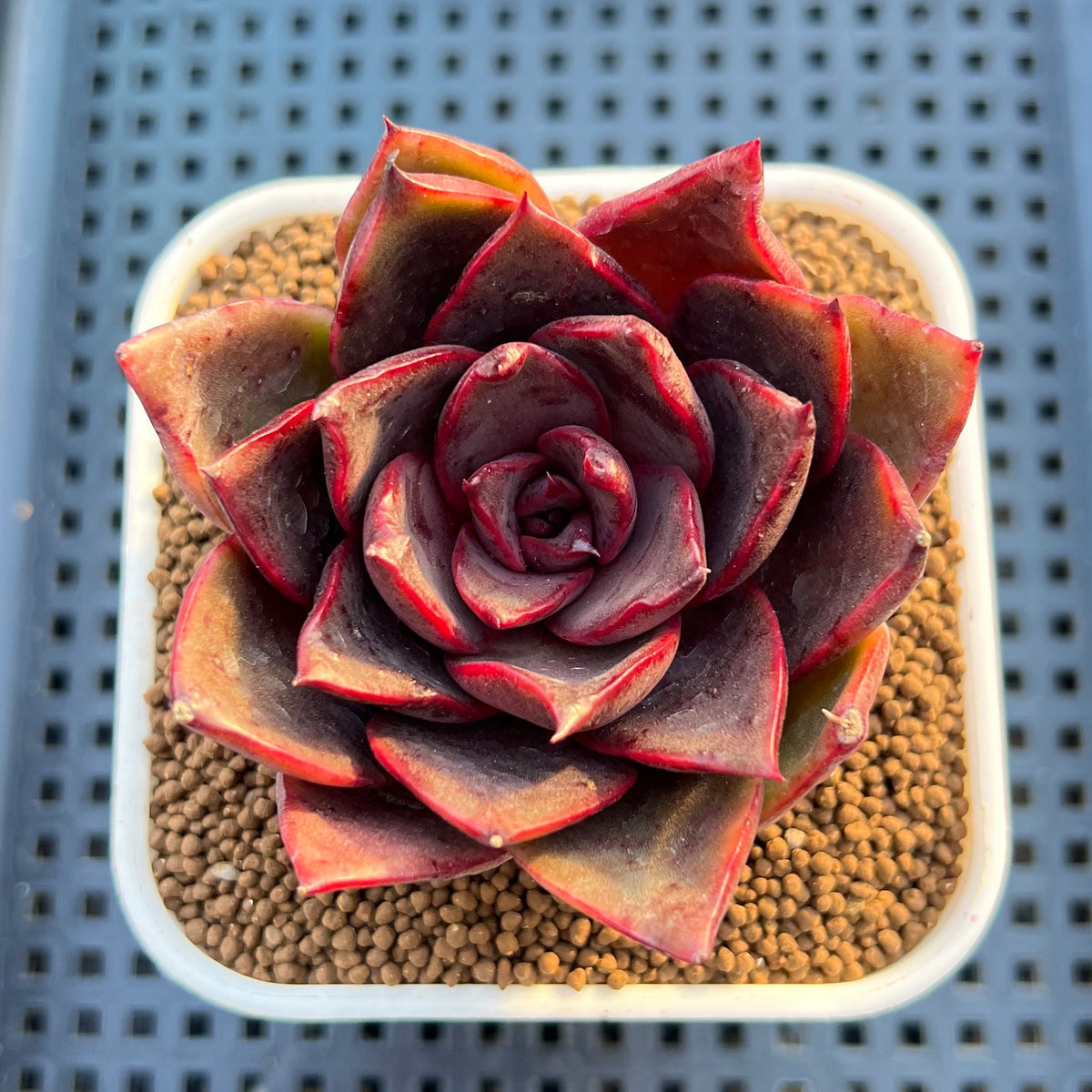 Echeveria Hybrid sp. 3" Hand-Selected Clone (From Flower Village) Succulent Plant Cutting