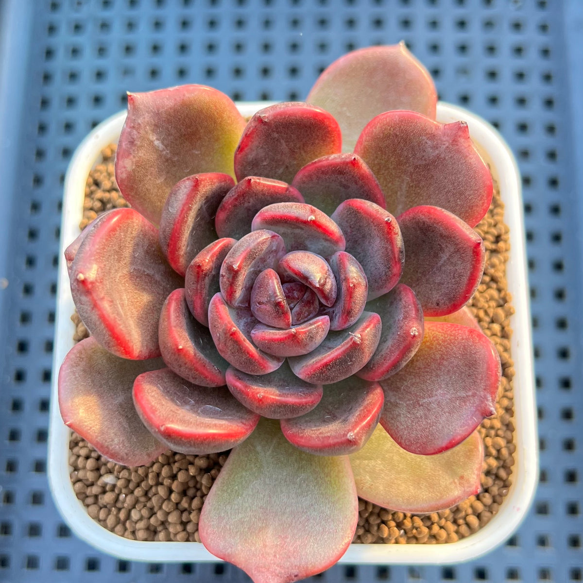 Echeveria Hybrid sp. 3" Hand-Selected Clone (From Flower Village) Succulent Plant Cutting