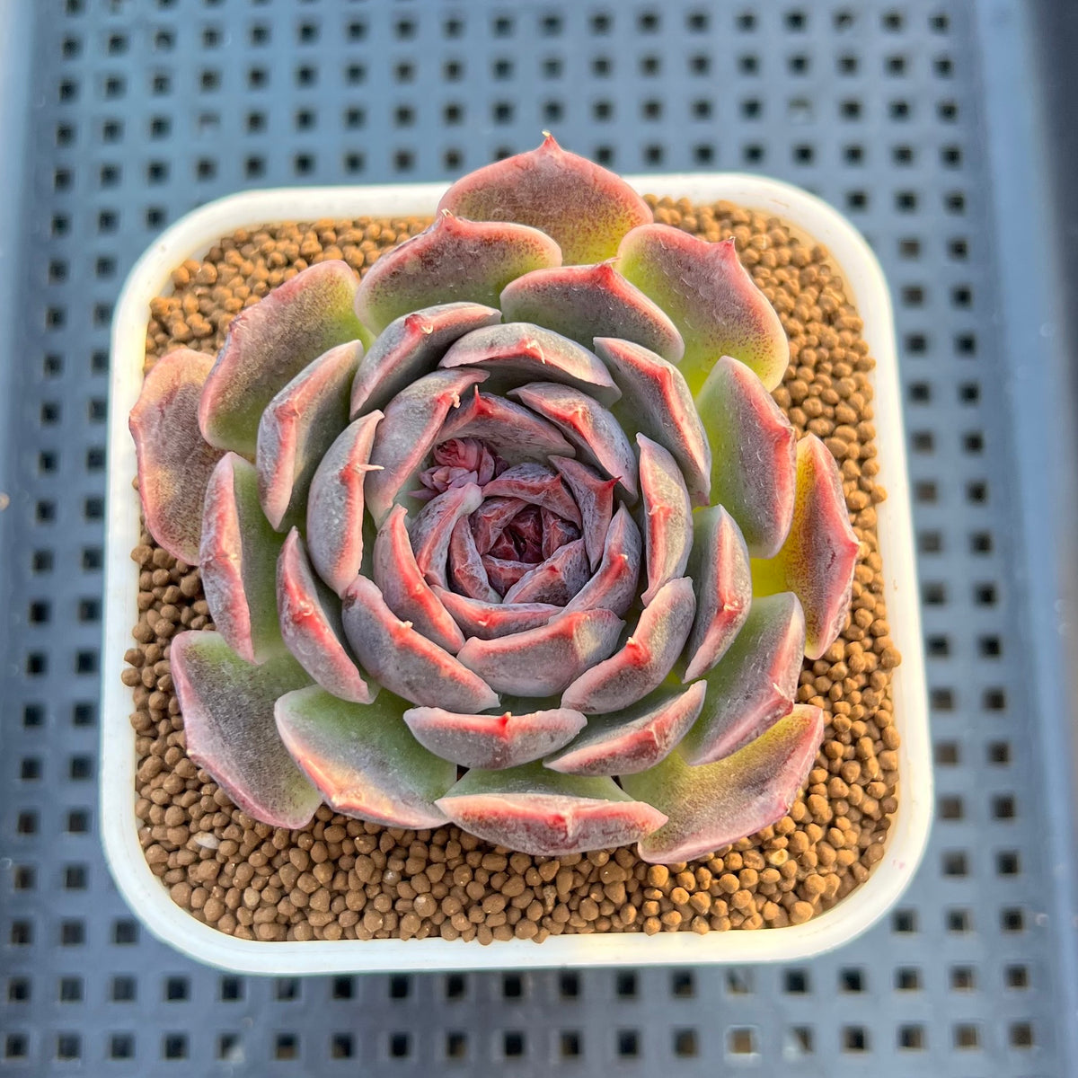Echeveria Hybrid sp. 3" Hand-Selected Clone (From Flower Village) Succulent Plant Cutting