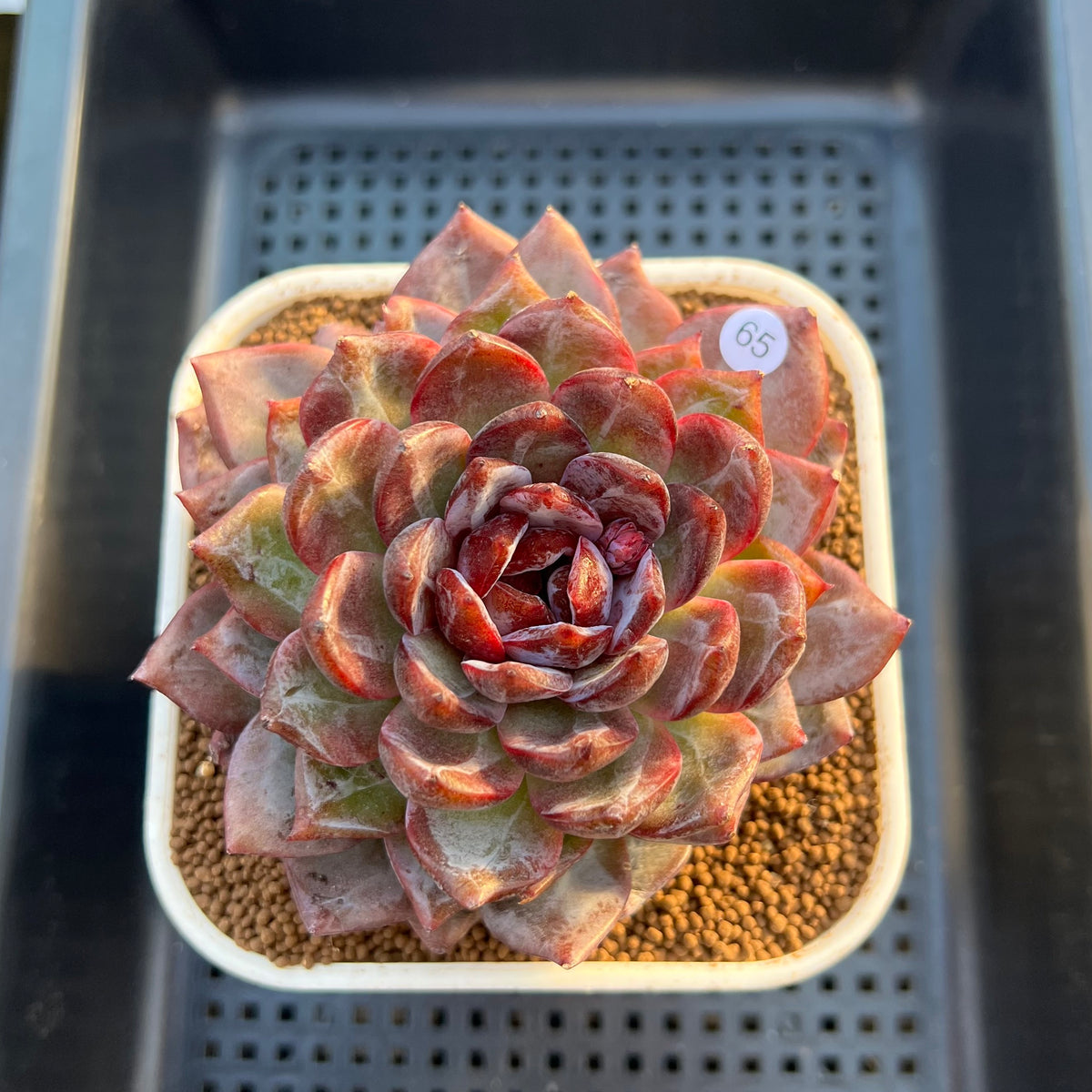 Echeveria 'Odette' Selected-Clone 3"-4" Succulent Plant Cutting