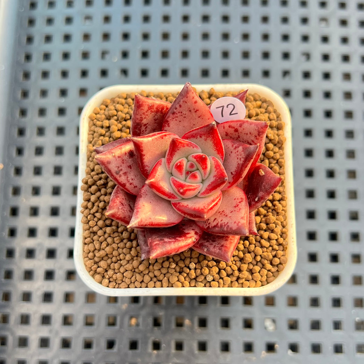 Echeveria Agavoides 'Romeo' 2" Succulent Plant Cutting