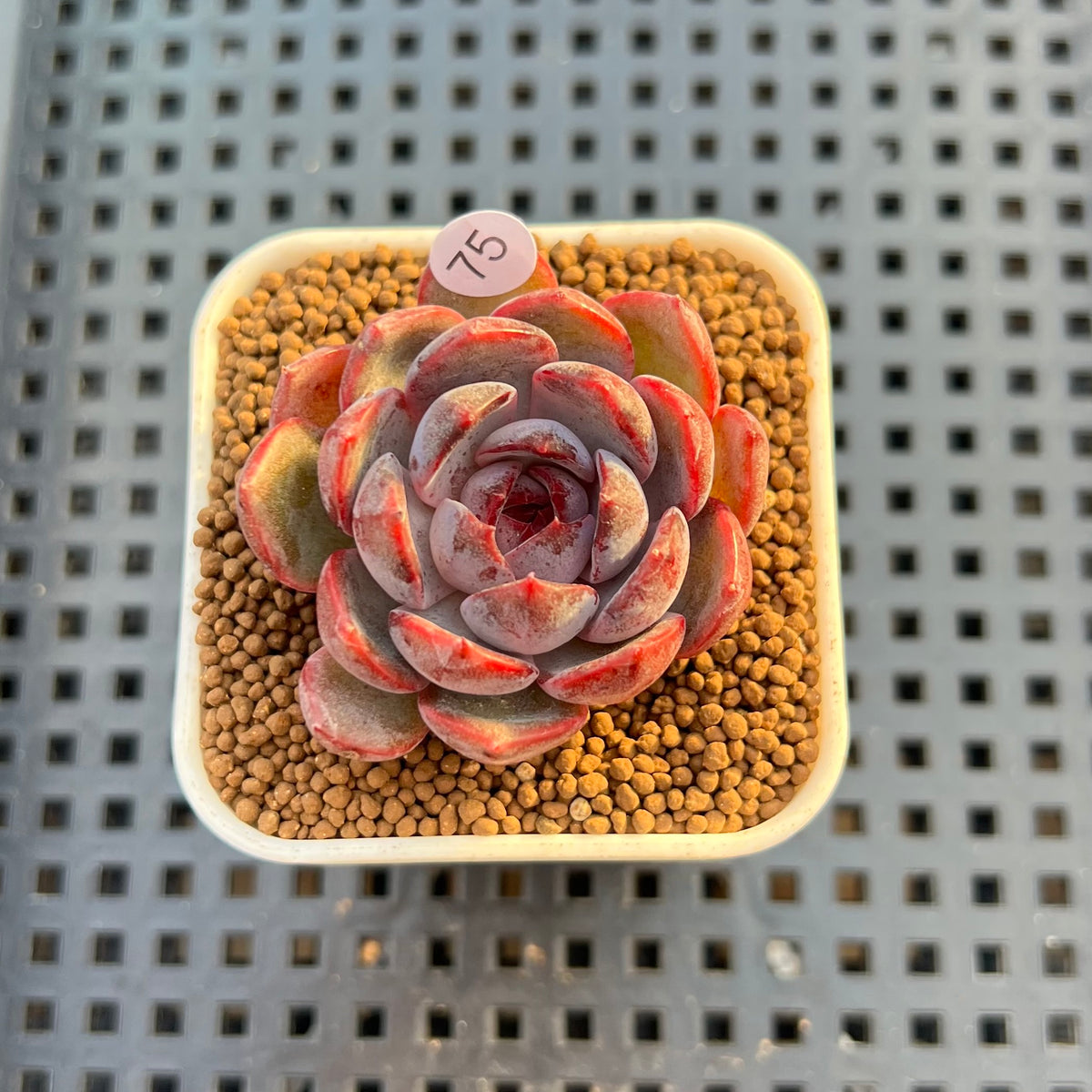 Echeveria 'Wild Strawberry' 2" Succulent Plant Cutting