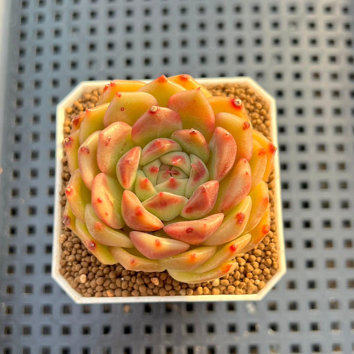 Echeveria Hybrid sp. 1"-2" Hand-Selected Clone (From Brotherly Farm) Succulent Plant Cutting