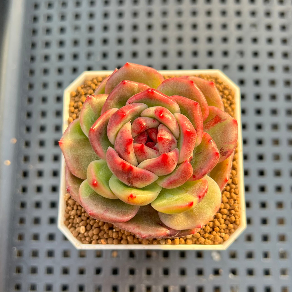 Echeveria Hybrid sp. 1"-2" Hand-Selected Clone (From Brotherly Farm) Succulent Plant Cutting