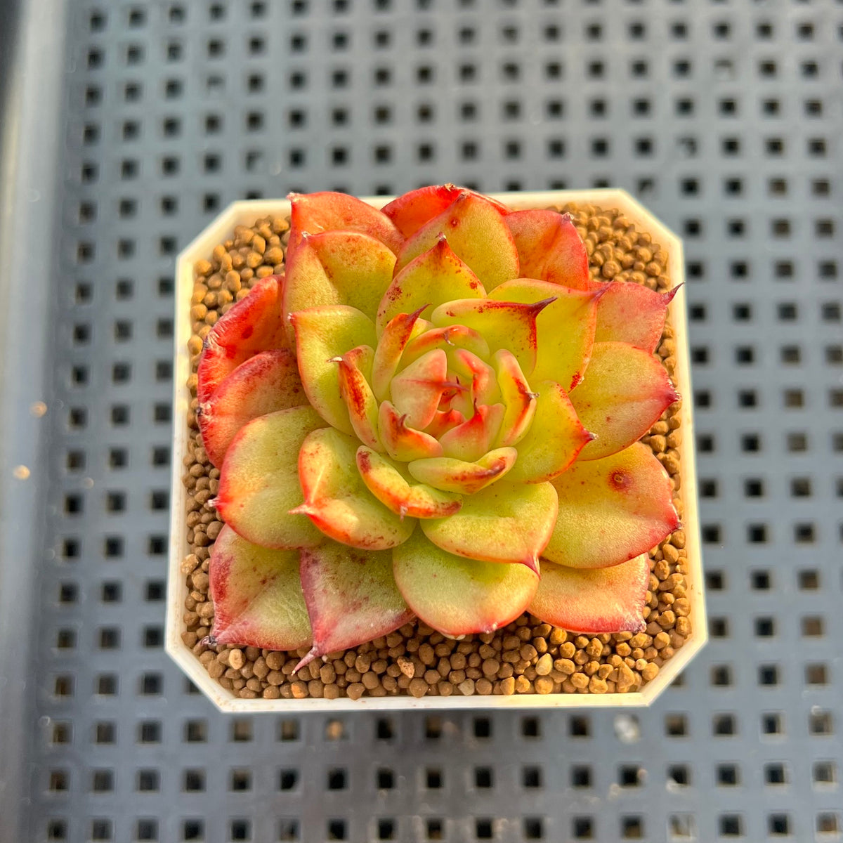 Echeveria Hybrid sp. 1"-2" Hand-Selected Clone (From Brotherly Farm) Succulent Plant Cutting