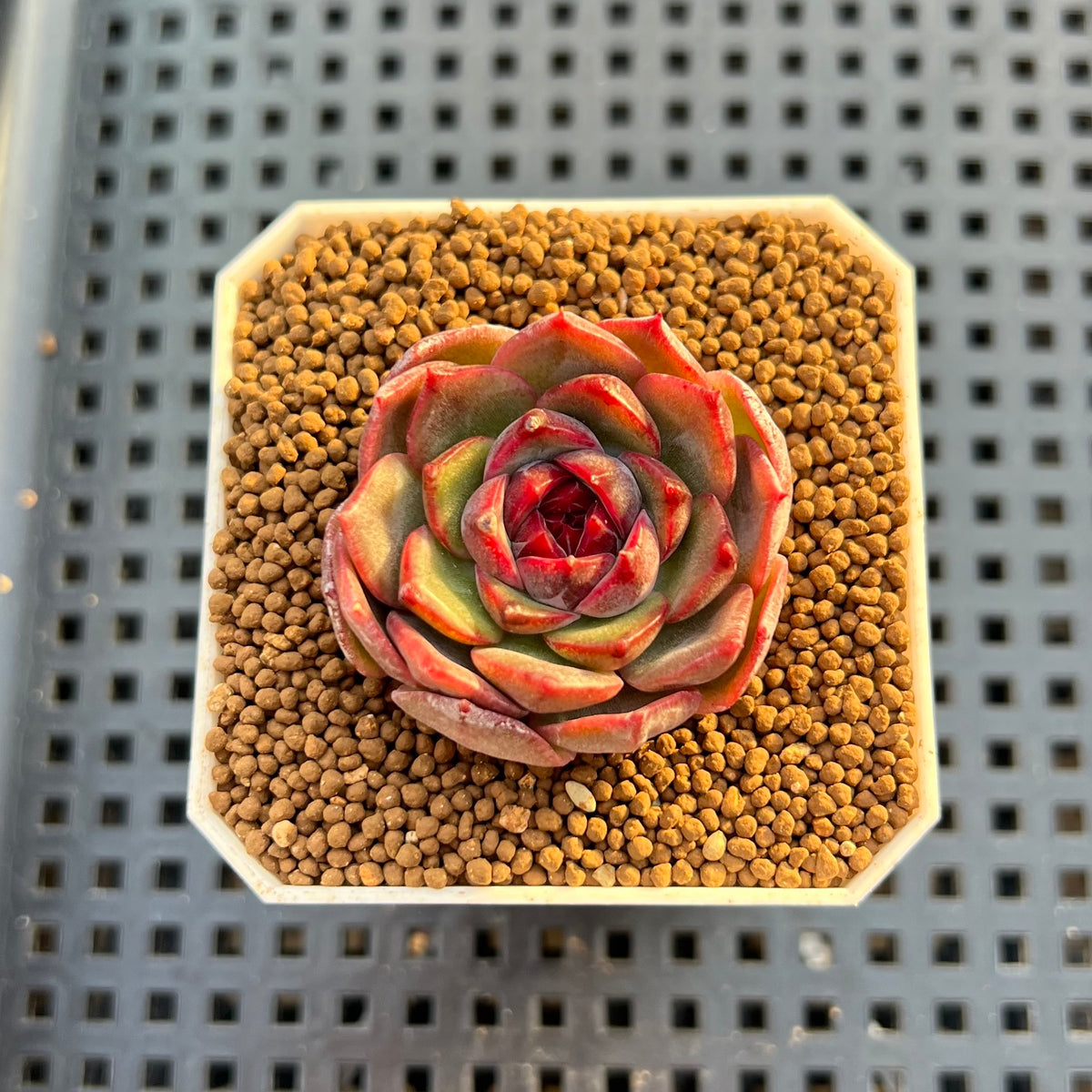 Echeveria Hybrid sp. 1"-2" Hand-Selected Clone (From Brotherly Farm) Succulent Plant Cutting
