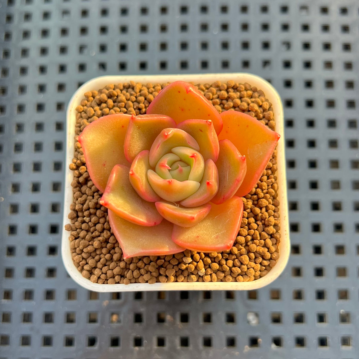 Echeveria Hybrid sp. 1"-2" Hand-Selected Clone (From Brotherly Farm) Succulent Plant Cutting