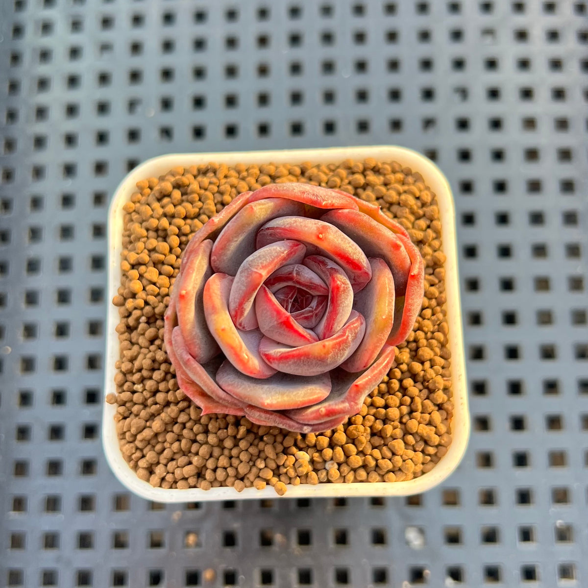 Echeveria Hybrid sp. 1"-2" Hand-Selected Clone (From Brotherly Farm) Succulent Plant Cutting