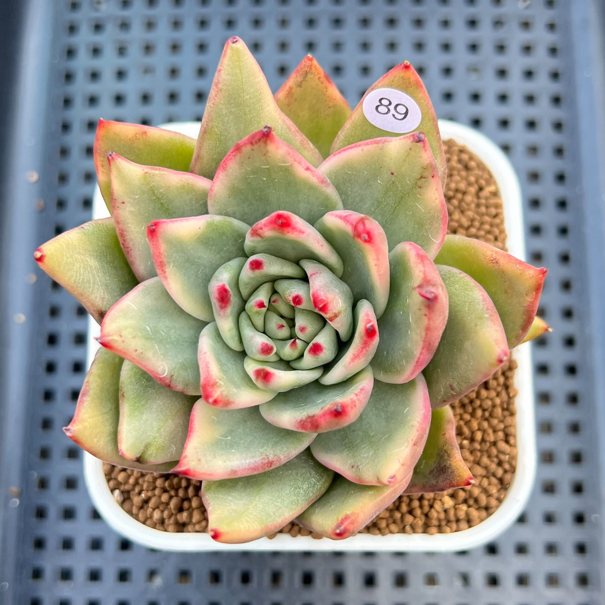 Echeveria Agavoides 'Maria' Variegated 4" Succulent Plant Cutting