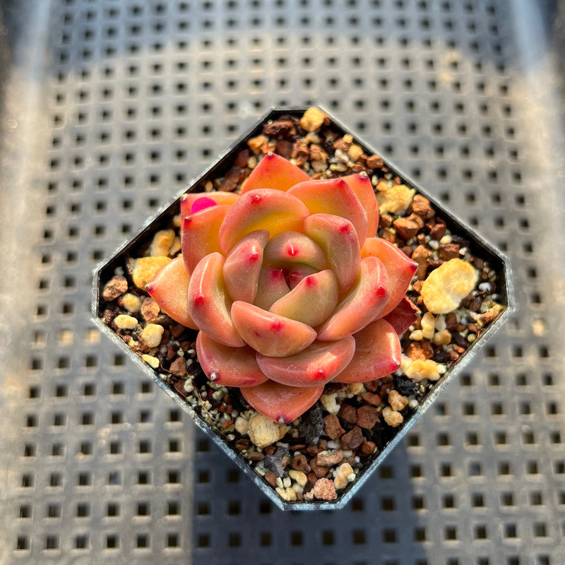 charlotte succulents Echeveria 'Charlotte' 2" Succulent Plant