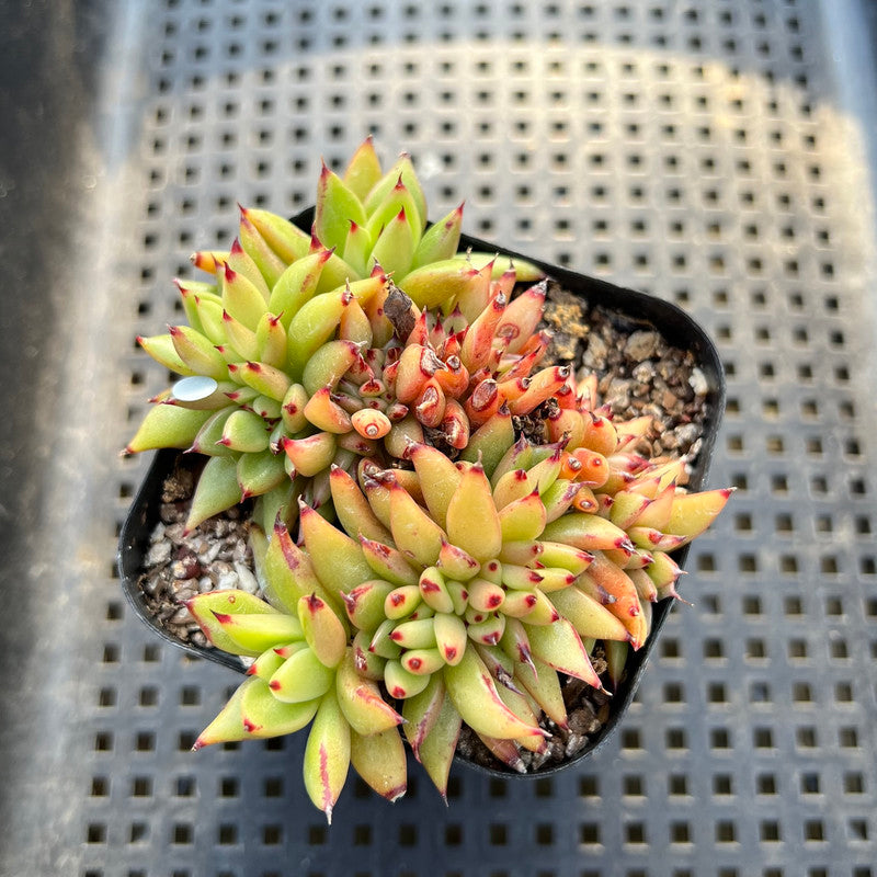 crested succulents for sale Echeveria Agavoides 'Elkhorn' Crested 2" Succulent Plant