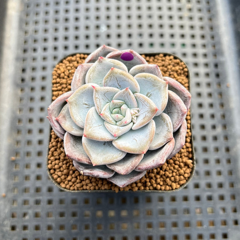 echeveria blue succulent Echeveria 'Blue Wedding' 2