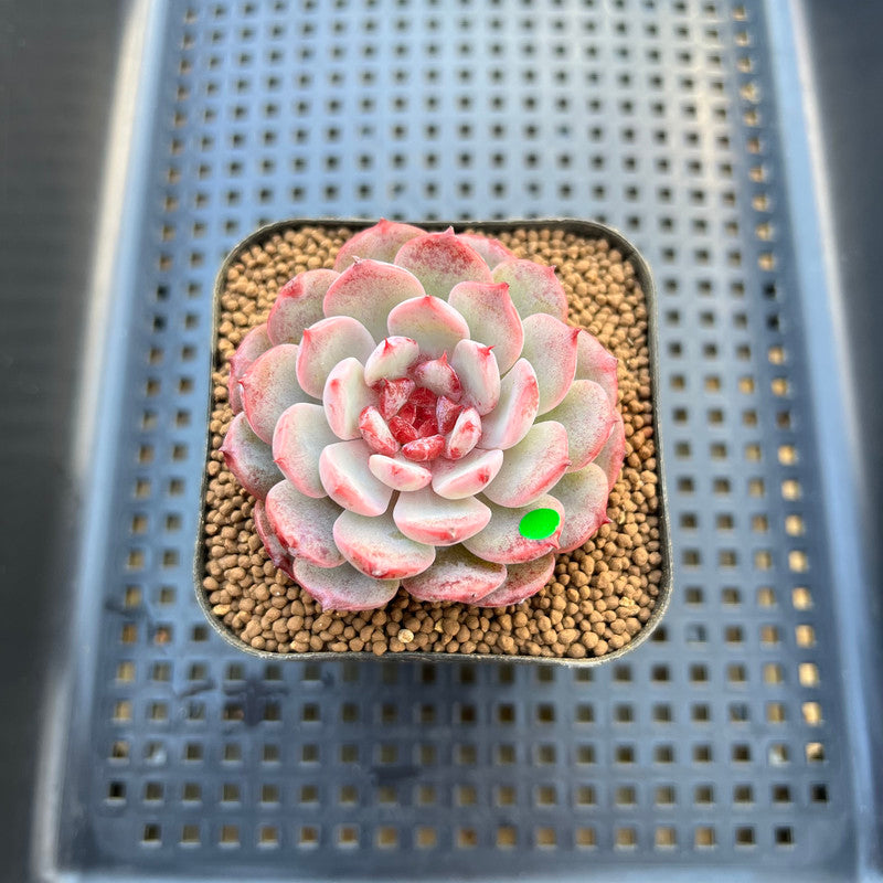 cherry blossom succulent Echeveria 'Cherry Blossom' 2"-3" Succulent Plant Cutting
