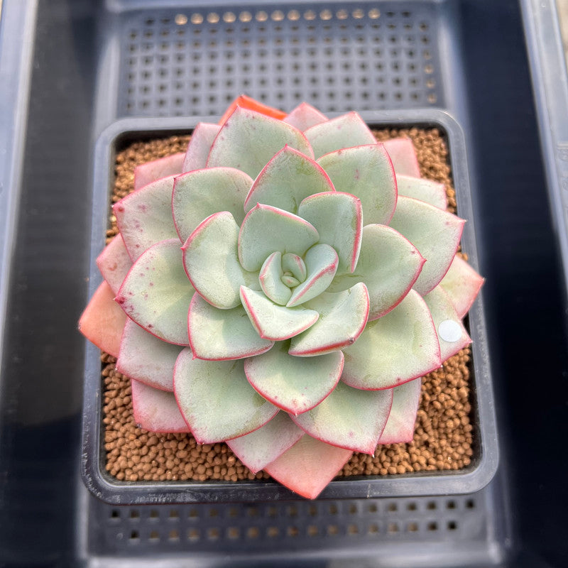 velvet succulent plant Echeveria 'Blue Velvet' 5" New Hybrid Succulent Plant Cutting