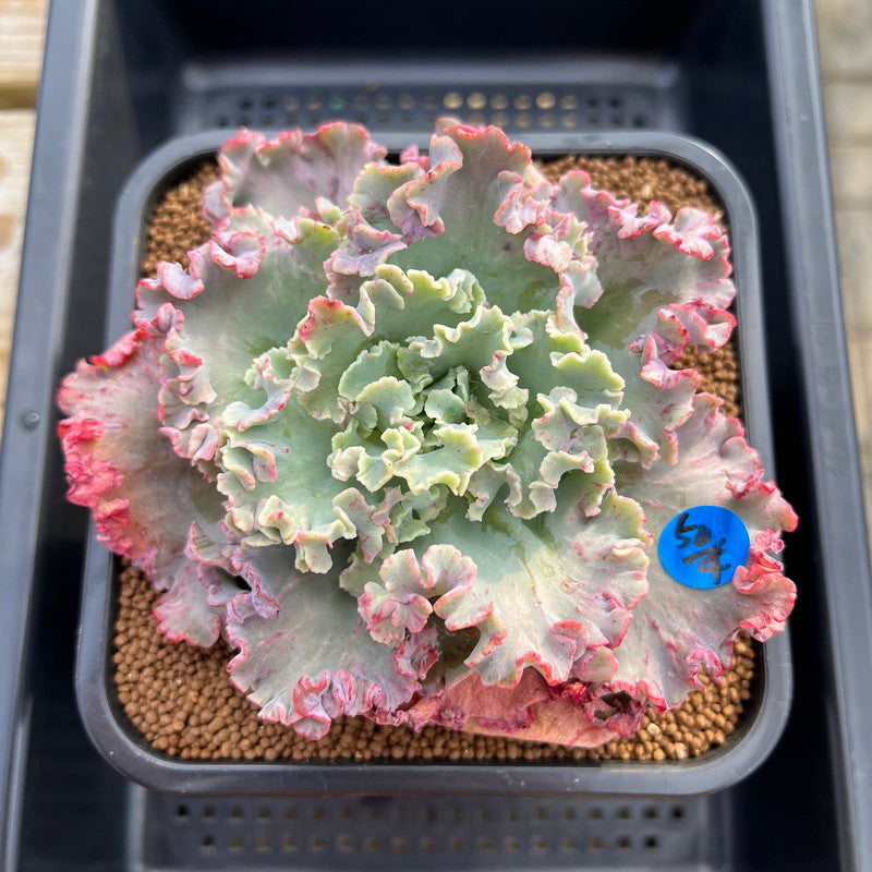 cleopatra succulent Echeveria 'Cleopatra' 4" Succulent Plant