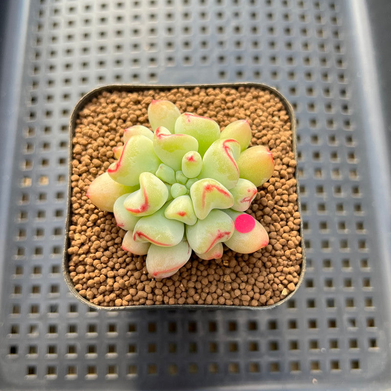 small ball succulent Echeveria 'Heart Ball' 2" New Hybrid Succulent Plant Cutting