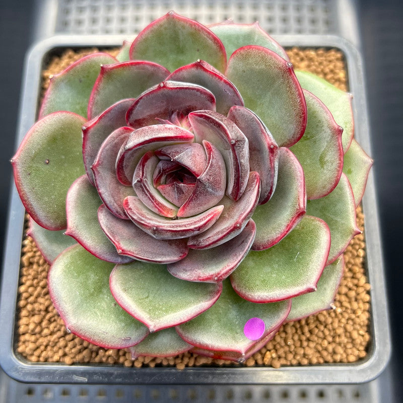 circular leaf succulent Echeveria 'Melodious' Round-Leaf 4" Succulent Plant Cutting