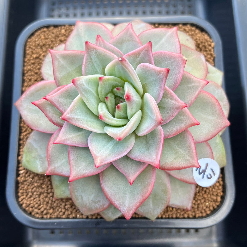 succulent leaves for sale Echeveria 'Nicholas' 5" New Hybrid Succulent Plant Cutting