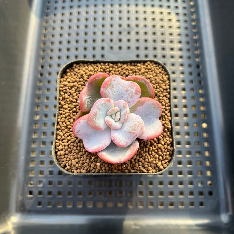 succulent song Echeveria 'Heart Song' New Hybrid 1"-2" Succulent Plant Cutting