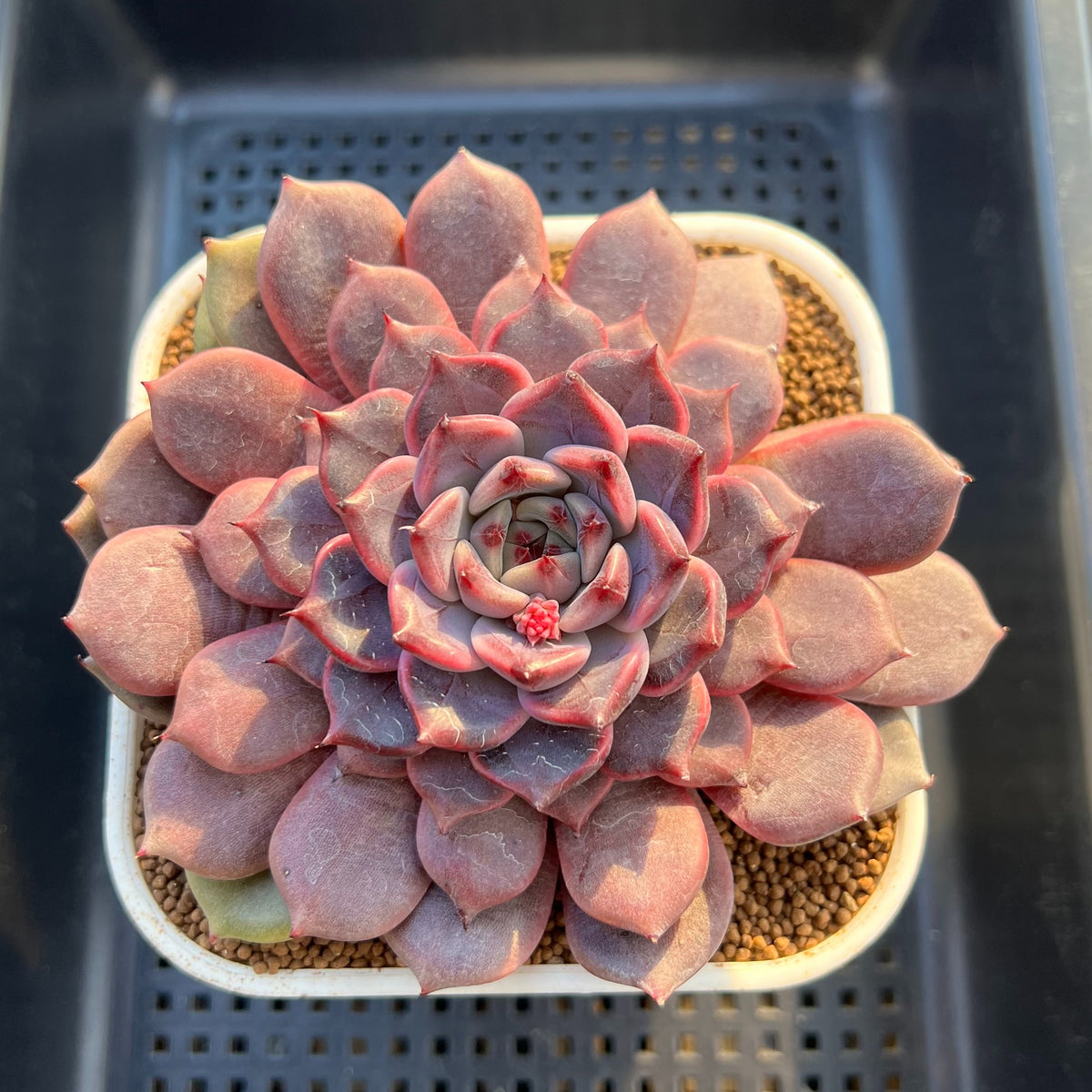 Echeveria Hybrid sp. 3"-4" Large Hand-Selected Clone (From Flower Village) Succulent Plant Cutting