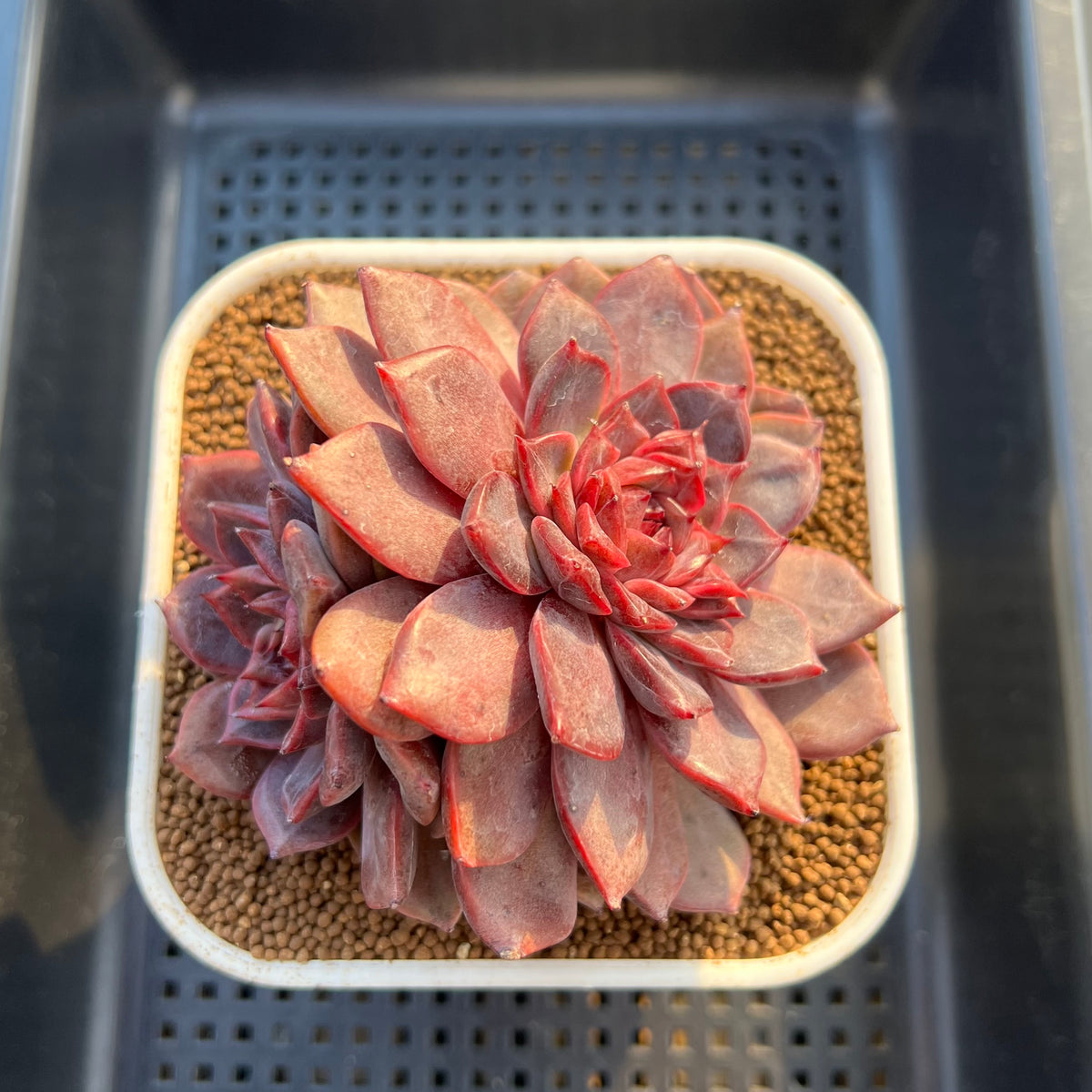 Echeveria Hybrid sp. 3"-4" Large Hand-Selected Clone (From Flower Village) Succulent Plant Cutting