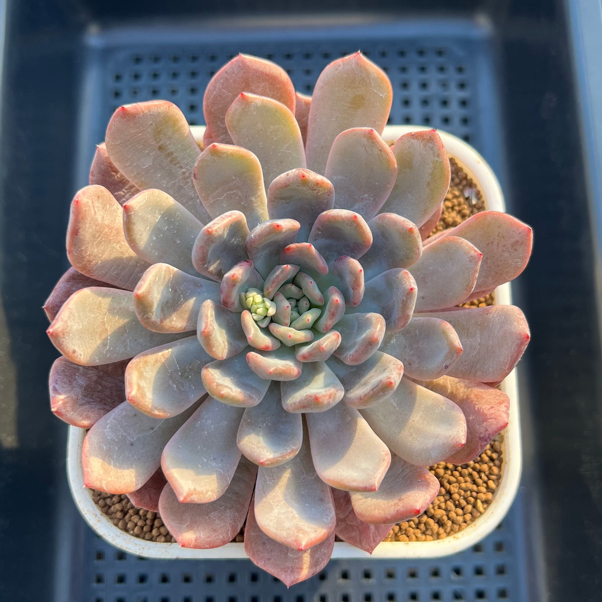 Echeveria Hybrid sp. 3"-4" Large Hand-Selected Clone (From Flower Village) Succulent Plant Cutting