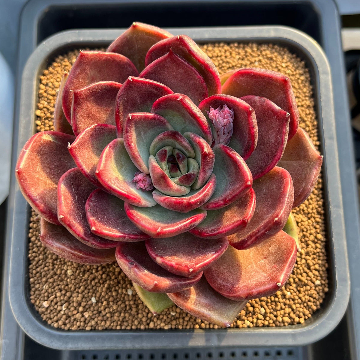 Echeveria Hybrid sp. 5"-6" Large Hand-Selected Clone (From Flower Village) Succulent Plant Cutting