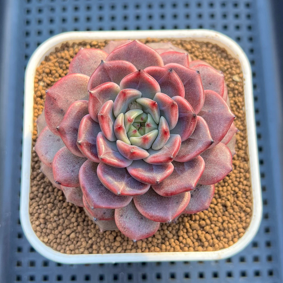 Echeveria Hybrid sp. 3"-4" Large Hand-Selected Clone (From Flower Village) Succulent Plant Cutting