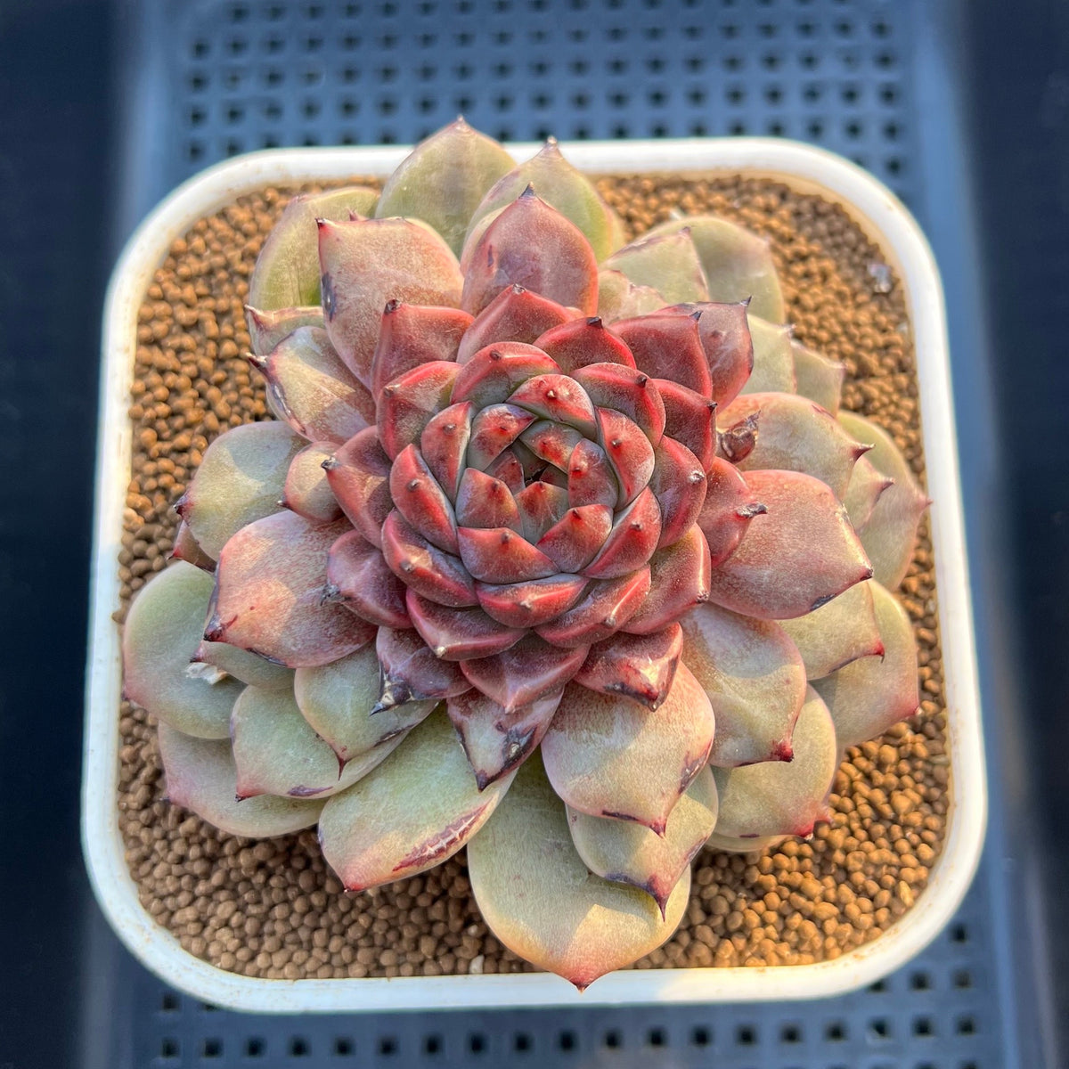 Echeveria Hybrid sp. 3"-4" Large Hand-Selected Clone (From Flower Village) Succulent Plant Cutting