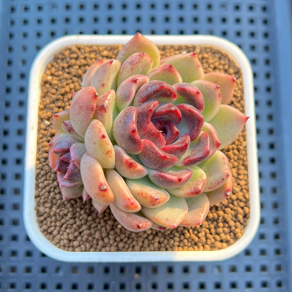 Echeveria Hybrid sp. 3" Hand-Selected Clone (From Flower Village) Succulent Plant Cutting