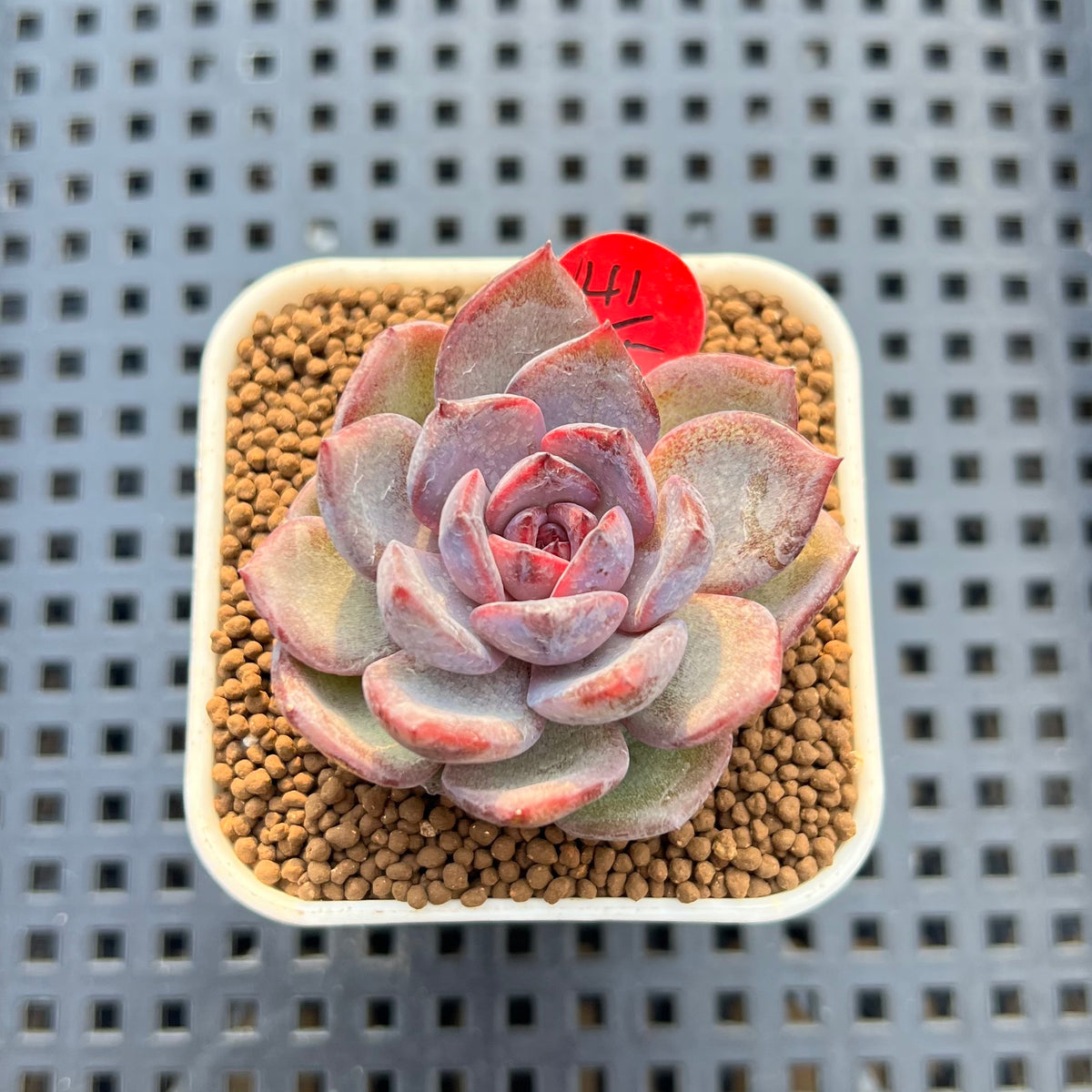 Echeveria 'Brown Bear' 2" Succulent Plant Cutting
