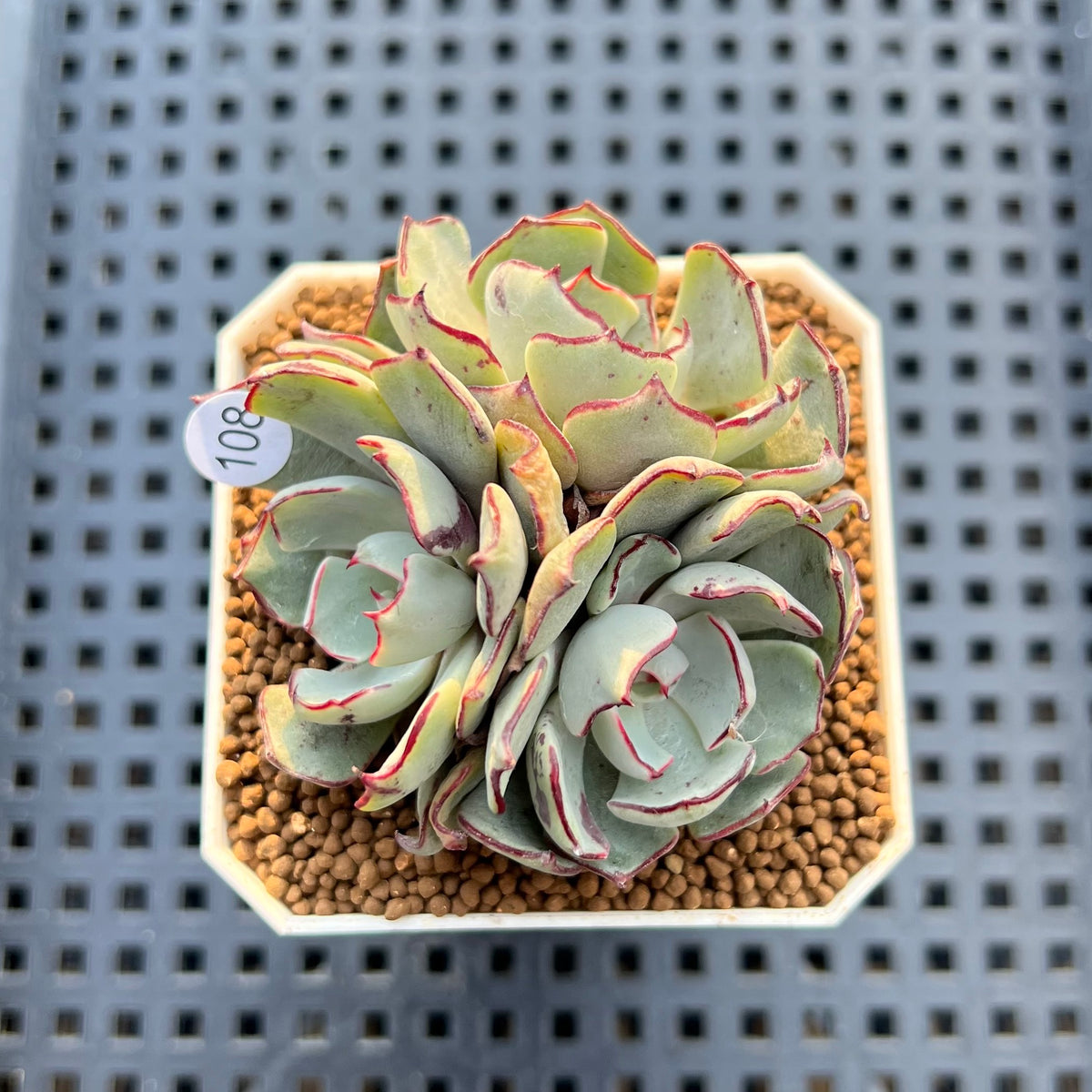 Echeveria Strictiflora 2" Succulent Plant Cutting