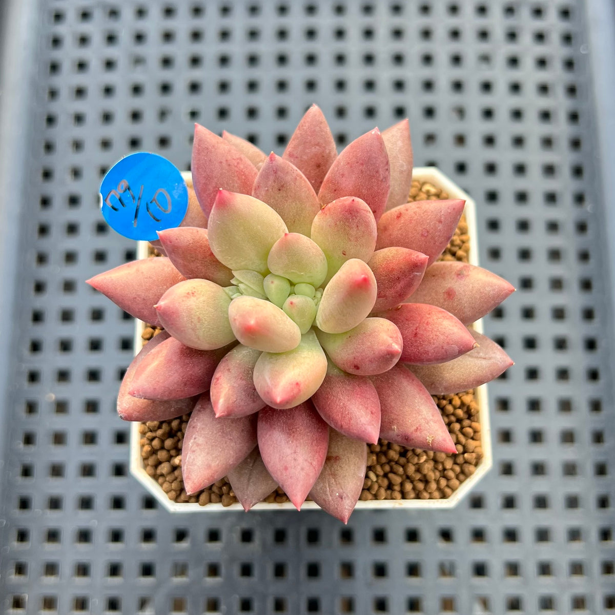 Pachyphytum 'Angels Finger' 2" Succulent Plant Cutting