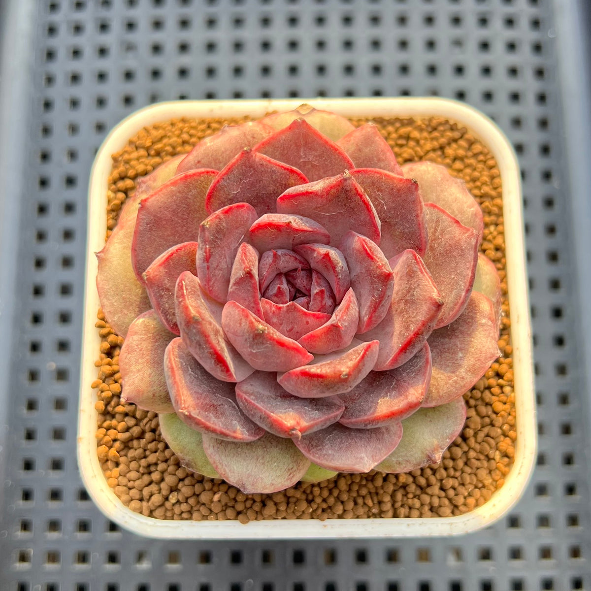 Echeveria Hybrid sp. 3" Hand-Selected Clone (From Flower Village) Succulent Plant Cutting