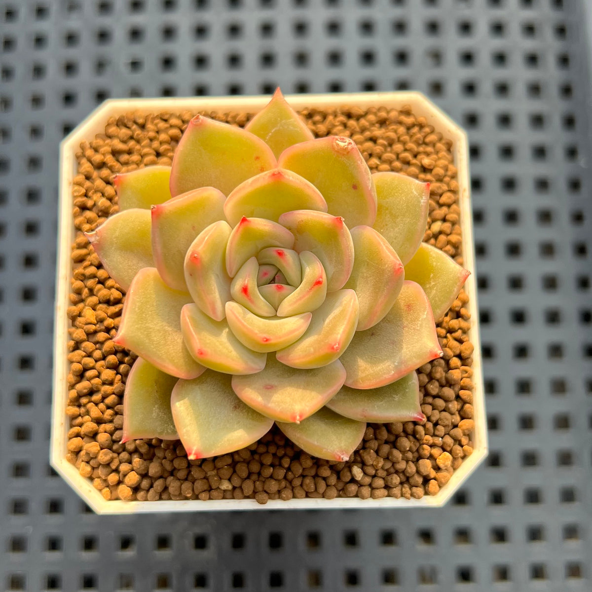 Echeveria Hybrid sp. 1"-2" Hand-Selected Clone (From Brotherly Farm) Succulent Plant Cutting