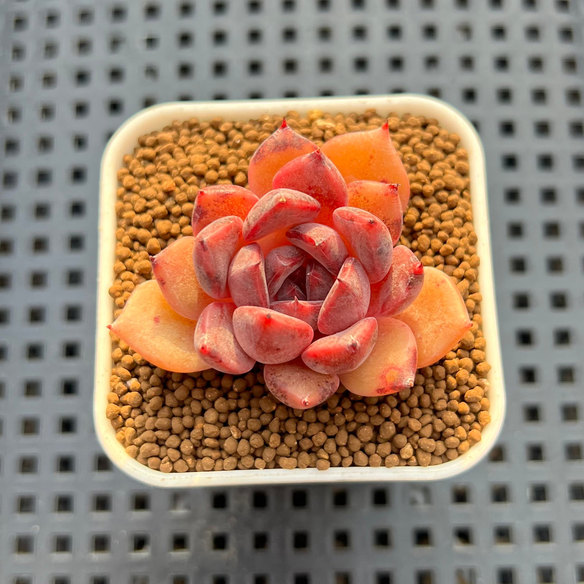 Echeveria Hybrid sp. 1"-2" Hand-Selected Clone (From Brotherly Farm) Succulent Plant Cutting