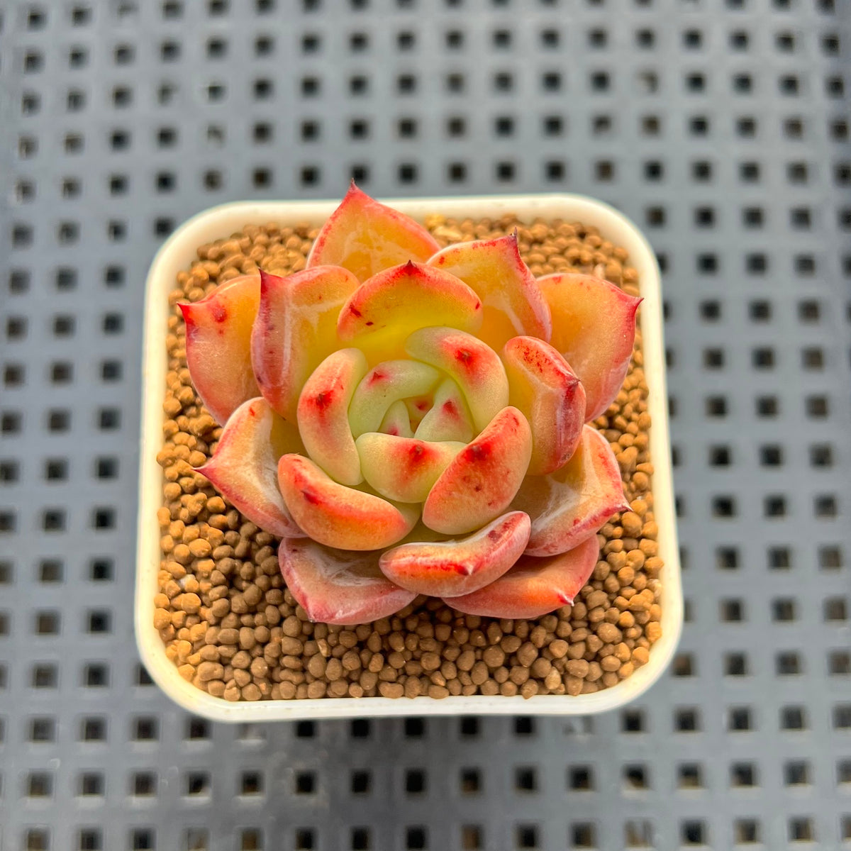 Echeveria Hybrid sp. 1"-2" Hand-Selected Clone (From Brotherly Farm) Succulent Plant Cutting